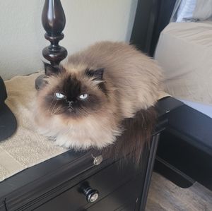 Meet your Posher, Vanessa